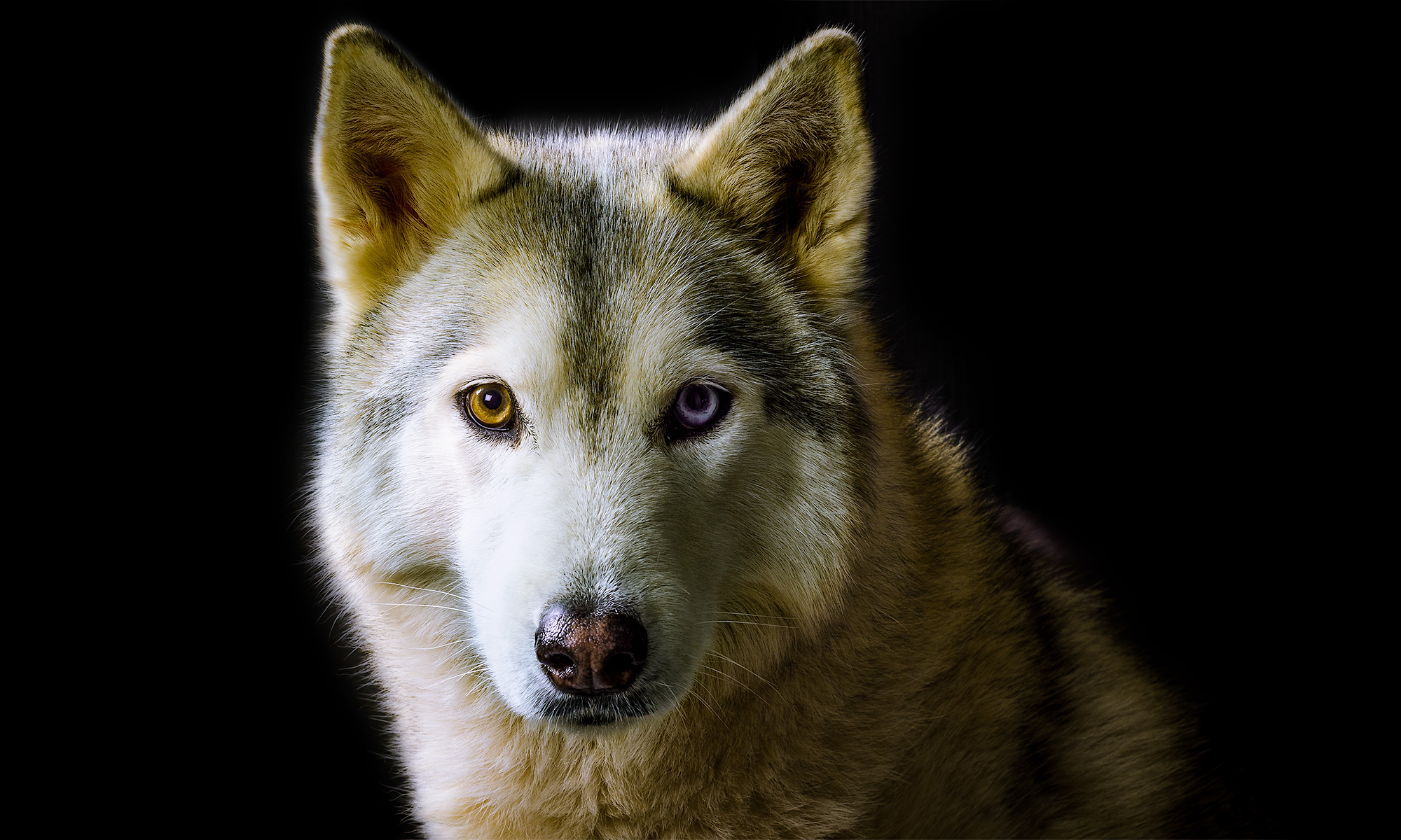 Huskey